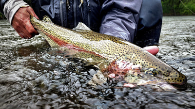 Aniak River Lodge Trip - Fishing Report